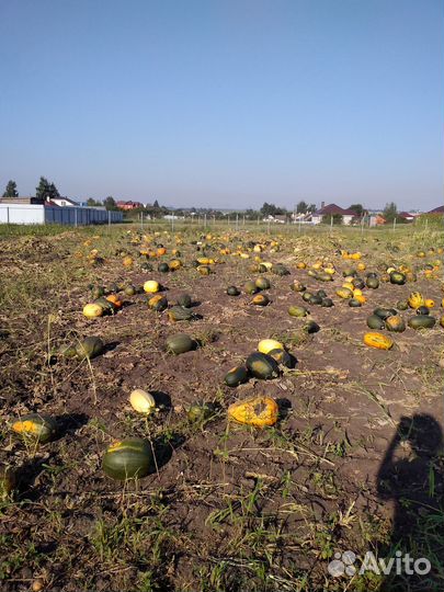 Тыква кормовая