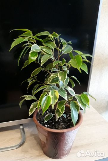 Фикус бенджамина кинки