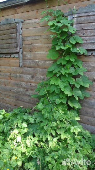 Саженцы терновника, малины