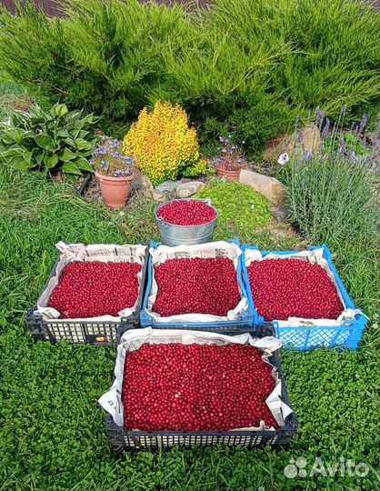 Брусника в наличии