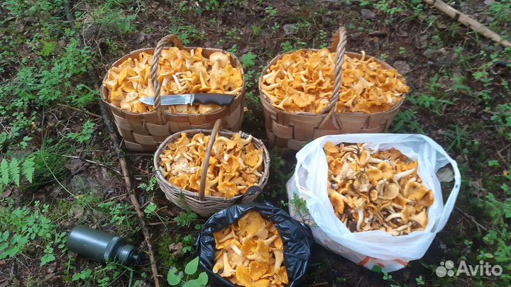 Грибы. Лисички