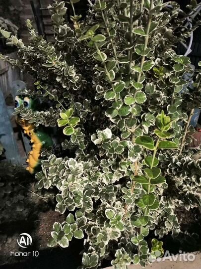 Юкка садовая, бересклет