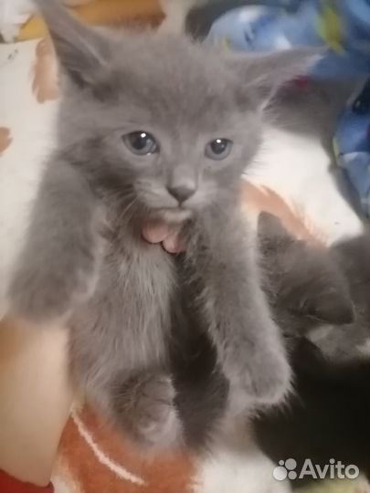 Котята в добрые руки бесплатно