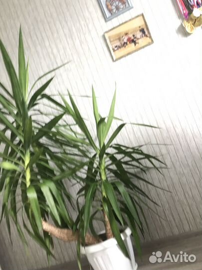 Юкка домашняя