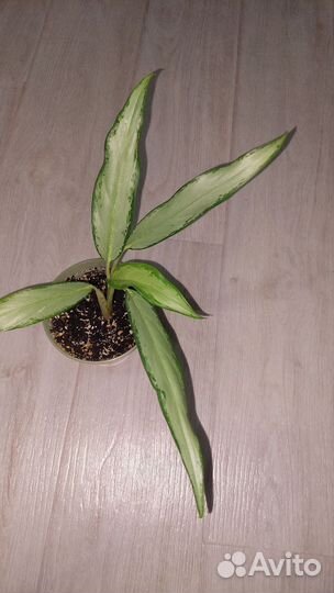 Аглаонема Вайт Ленс