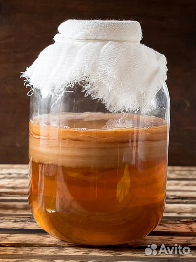 Чайный гриб комбуча, джун, каркаде