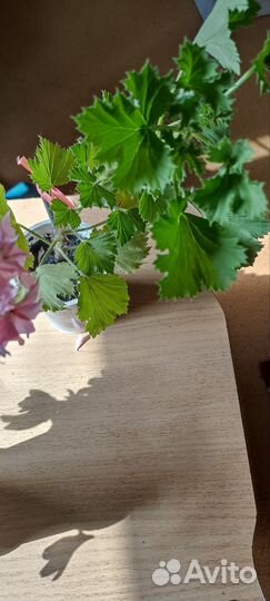 Пеларгония герань сортовая