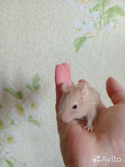 Дегу рыжие