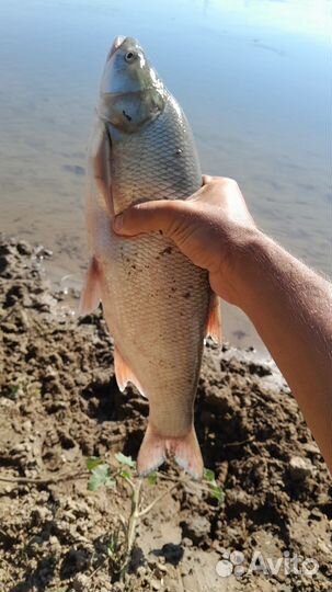 Пвх Лодка с мотором