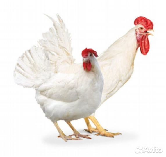 В продаже молодняк птицы