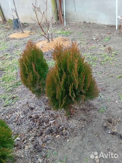 Туя ауреа нана