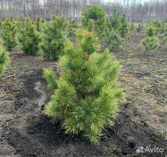 Саженцы кедра