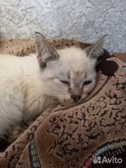 Сеймский кот