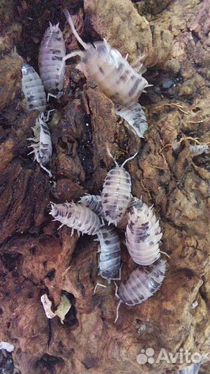 Изоподы декоративные мокрицы