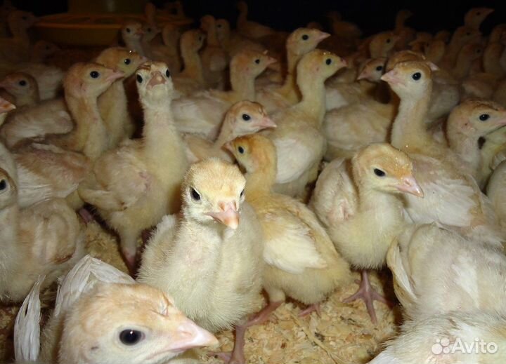 Индюшата Биг-6