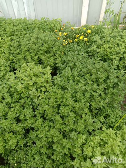 Хризантемы мультифлора