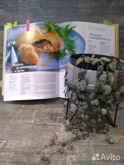 Церопегия вуда