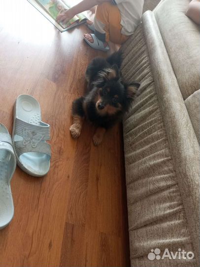 Средний немецкий шпиц