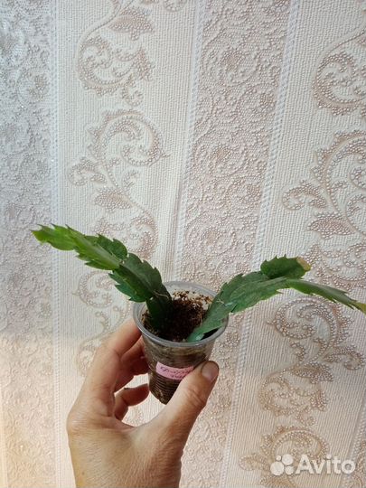 Комнатные цветочки