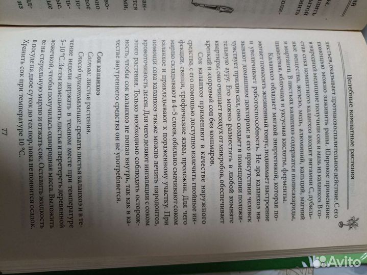 Каланхоэ лечебное