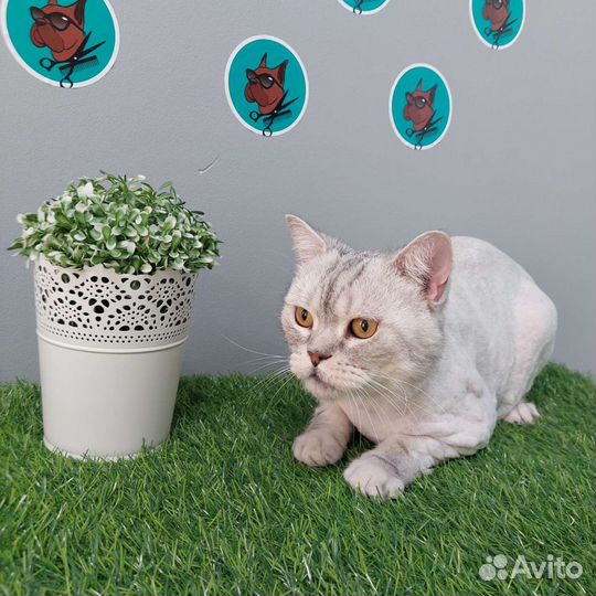 Стрижка кошек и котов