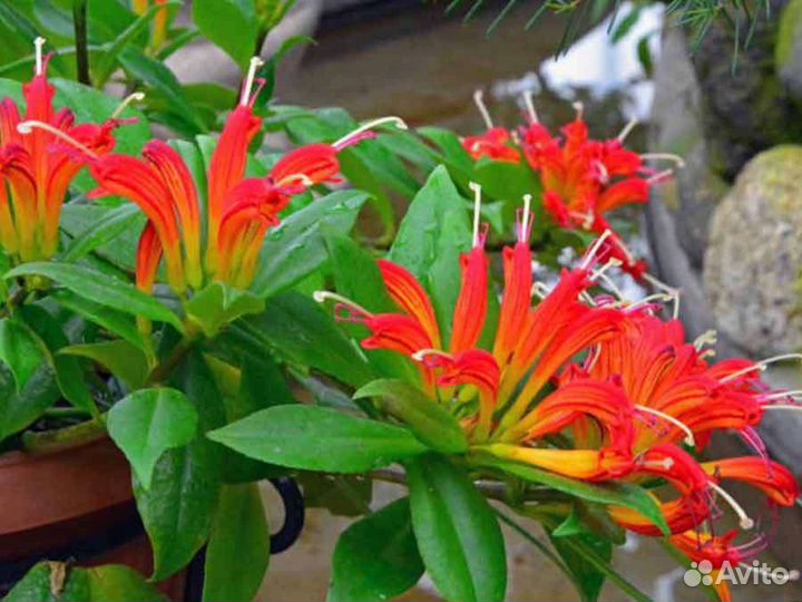 Эсхинантус (жар птица)