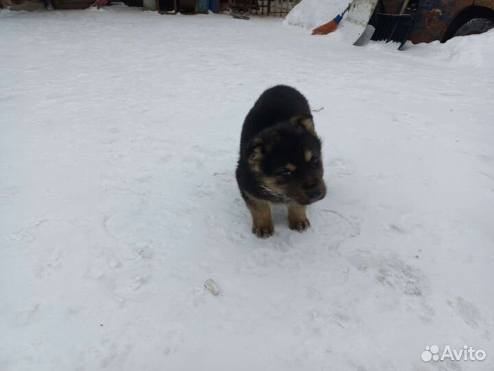 Немецкая овчарка