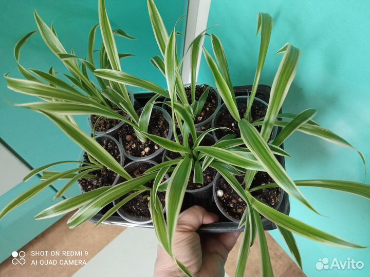 Хлорофитумы, четыре сорта