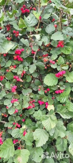 Боярышник Арнольда крупноплодный саженцы