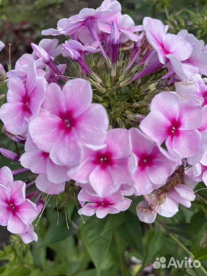 Многолетники: флоксы