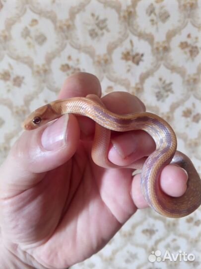 Лучистый полоз (Coelognatus Radiata)