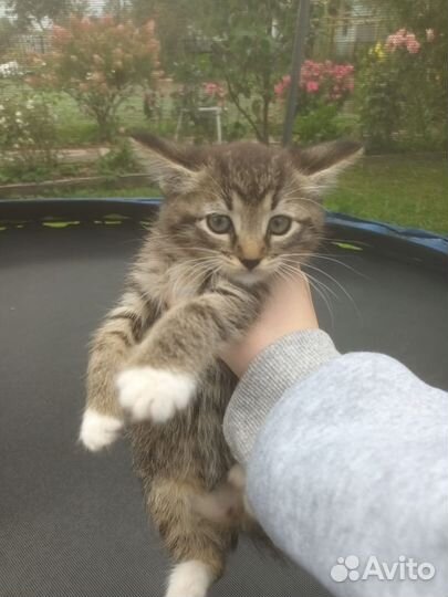 Котята от мейн-куна полукровки