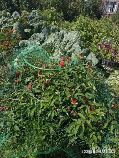 Малина египетская