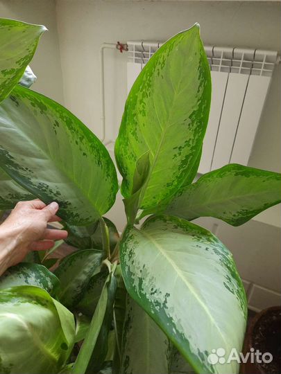 Аглаонемы разные