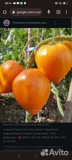 Продам семена редких экзотических томатов