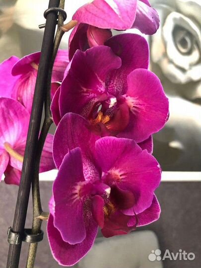 Орхидея фаленопсис Стелленбош Бабочка купить в Ростове-на-Дону | Товары для  дома и дачи | Авито