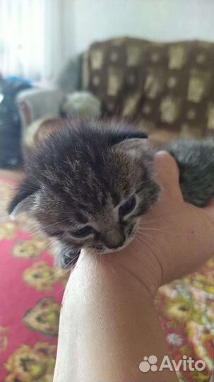 Кошки бесплатно