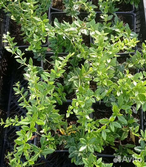 Барбарис Амстелвин