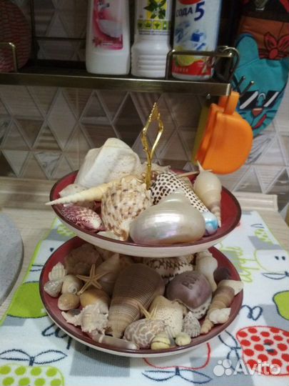 Морские ракушки много