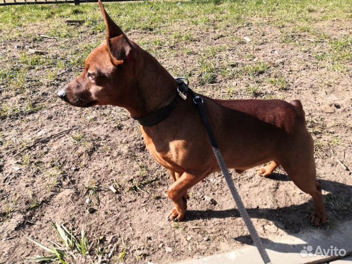 Вязка цвергпинчер