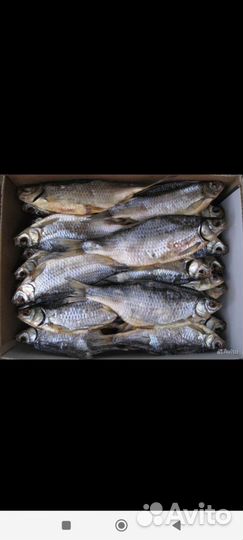 Вобла -сорога