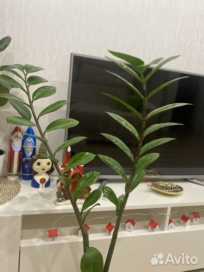 Замиокулькас