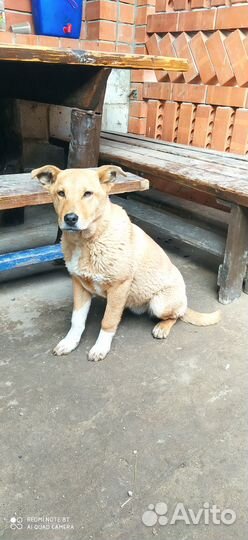 Отдам в добрые руки