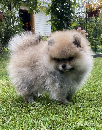 Щенки малого немецкого шпица (видео)