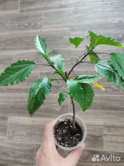 Сортовой гибискус