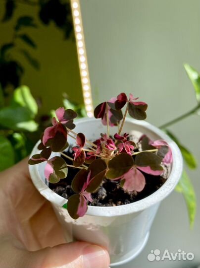 Кислица вулканическая oxalis Plum crazy