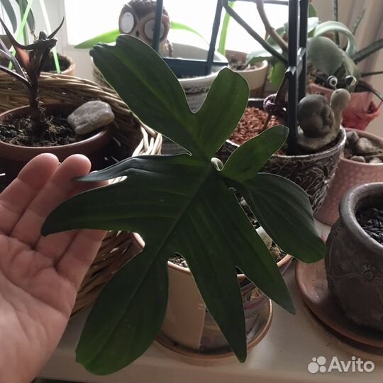 Филодендроны