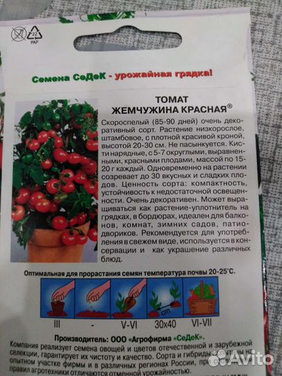 Рассада помидор черри, для балкона и отк. грунта
