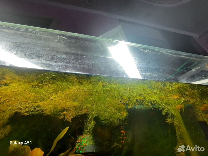 Перистолистник Рорайма