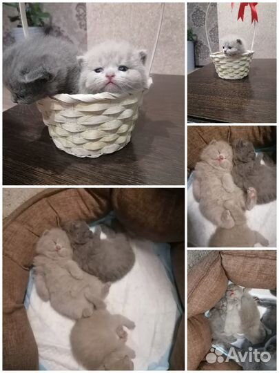 Британские котята
